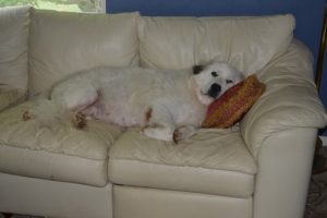 livestock guardian dog relaxing